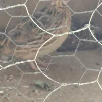 جفت بلدر چین کوهی|پرنده|شیراز, ارم|دیوار