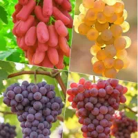 فروش نهال|خدمات باغبانی و درختکاری|امامزاده عبدالله, |دیوار