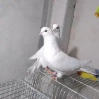 فروش انواع کبوتر نوک ریز|پرنده|بروجن, |دیوار