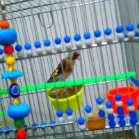 سهره چهار گل