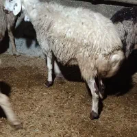 گوسفند شیشک|حیوانات مزرعه|بروجرد, |دیوار