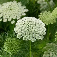 خانم حسابدار