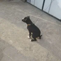 واگذاری طوله ماده امریکن پیتبول|سگ|بندر انزلی, گلشن|دیوار