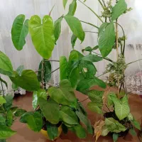 گل طبیعی|گل و گیاه طبیعی|چناران, |دیوار