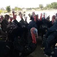 بوقلمون برنزمحلی