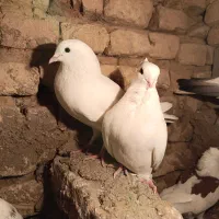 کبوتر|پرنده|مینودشت, |دیوار