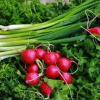 انواع سبزی