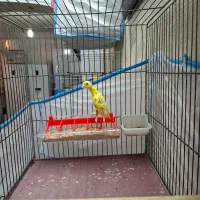 قناری جونه جیور