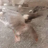 غاز شش ماهه