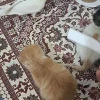 عروس هلندی جنسیت نر بازیگوش و‌سخنگو