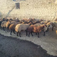 گوسفند