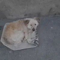 سگ نژاد دار