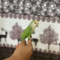 طوطی برزیلی دستی