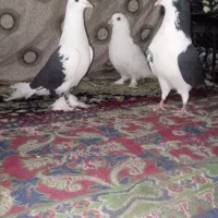 بخاطر پول لازم دارم