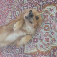 سگ پامرین نر یک ساله خیلی بازیگوش و زرنگ واکسناشم