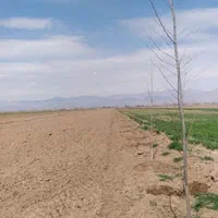 فروش ۱.۵ هکتار زمین در صفرخواجه