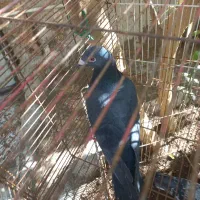 کفتر|پرنده|بندرعباس, |دیوار