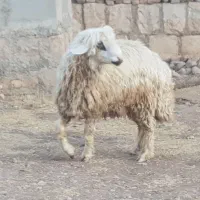 دو عدد شک ورن درجه یکی|حیوانات مزرعه|چرداول, |دیوار