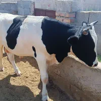 گوساله ۵ماه پلوار