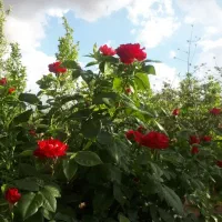 سوال داشتم