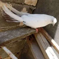 کبوتر