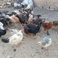 خروس و بوقلمون و وارگ