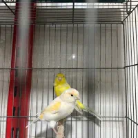 قناری اماده