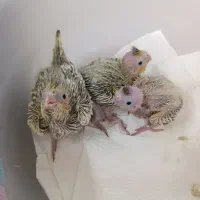 جوجه عروس هلندی