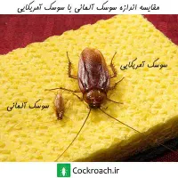 سمپاشی منازل دارنده گواهینامه حرفه ایHSE سم پاشی|خدمات نظافت|قدس, شهرقدس|دیوار