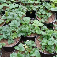 نهال توت فرنگی