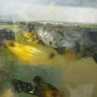 ماهی گوپی مولی سوارتل گلدفیش کت فیش کوریدوراس|ماهی|تهران, گلستان (شهرک راه آهن)|دیوار