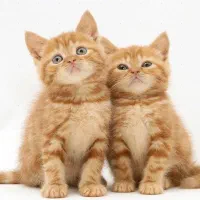 گربه بریتیش جینجر حضوری در اهواز|گربه|اهواز, زیتون کارمندی|دیوار