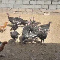 بوقلمون|حیوانات مزرعه|اسفراین, |دیوار
