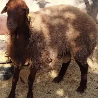 بره