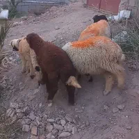 6عددبره نرهمه چاق مخصوص نضری وداشن....