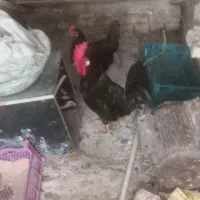 خروس سیاه