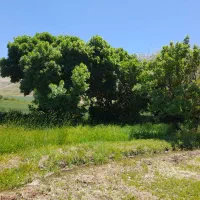 ۴ تن یونجه درجه یک دوم چین خرمن کوب شده امسال