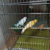 قناری سوسنگرد