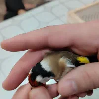 سهره کرواتی سیاه|پرنده|پارسآباد, |دیوار