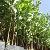 بهترین پسته از خود تولید کننده|خدمات باغبانی و درختکاری|قزوین, |دیوار