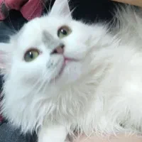 واگذاری دو عدد گربه پرشین