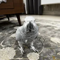 کاسکو