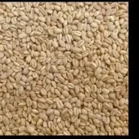 گندم درجه ۱