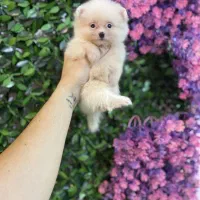 توله پامرانین خرسی یک گوله نمک|سگ|کرج, فاز ۲ مهرشهر|دیوار