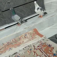 دوتا گرفتی درجه یک