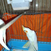 عروس هلندی لوتینو|پرنده|بندر انزلی, کلیور|دیوار