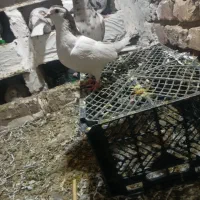 کبوتر|پرنده|جغتای, |دیوار