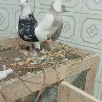 کفتر طوقی|پرنده|طبس, |دیوار