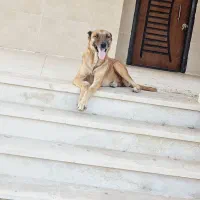 توله سگ ۶ ماهه|سگ|بندرعباس, |دیوار