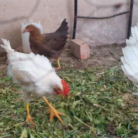 خروس فروشی